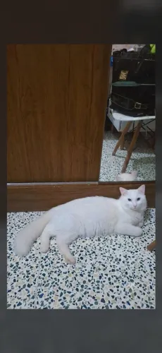 Doação gatão todo branco olhos azuis 10 meses