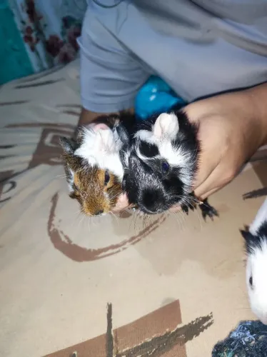 Porquinho da Índia