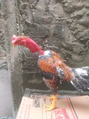 Aves mura