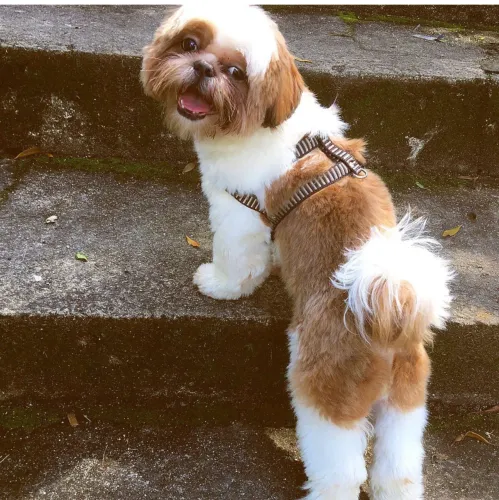 Shih Tzu - Adoção responsável - Teresópolis