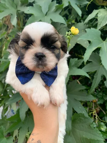 Shihtzu macho