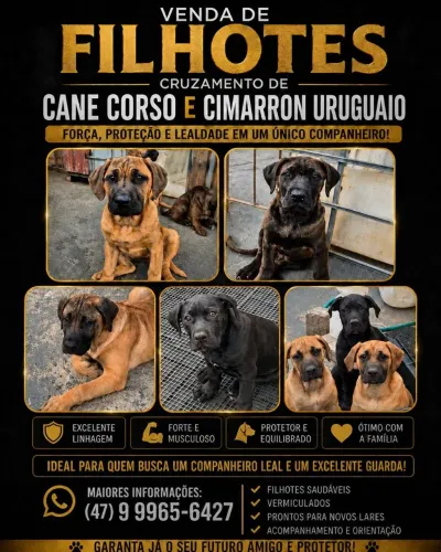 Animais filhote de Cane corso com cruzamento Cimarrón