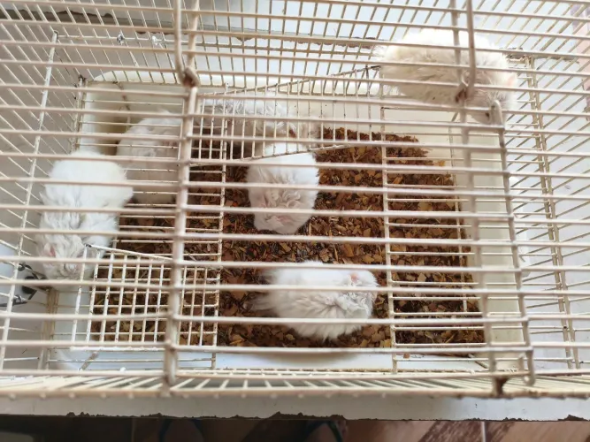 Hamster