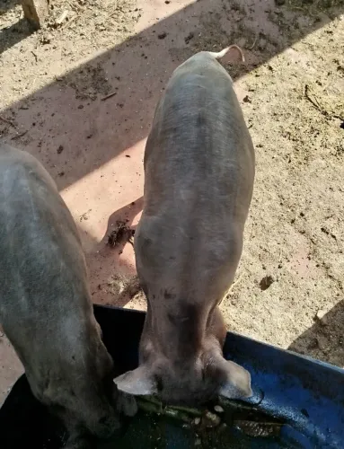 Vende-se leitões