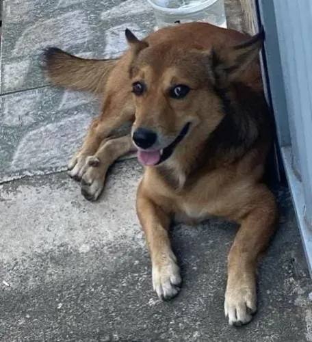 Cachorrinho adoção responsável