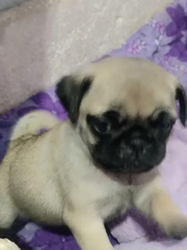 Pug 35 dias