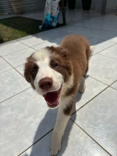 Vendo Border collie 