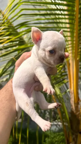 Chihuahua pelo curto macho