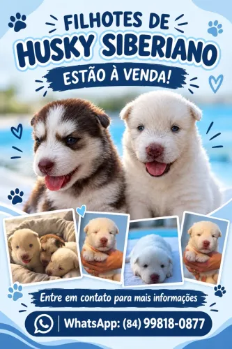 Vendo filhotes de husky siberiano