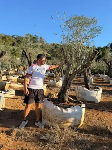OLIVEIRA PARA PAISAGISMO