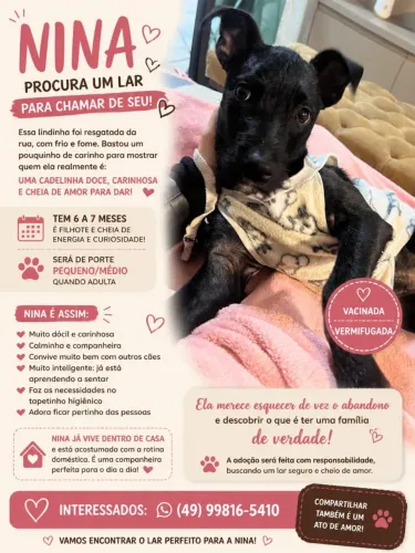 Filhote para Adoção Responsável!