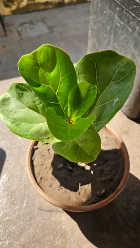 Muda de Ficus Lyrata 