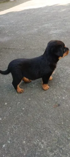 Vendo filhotes de rottweiler fêmea