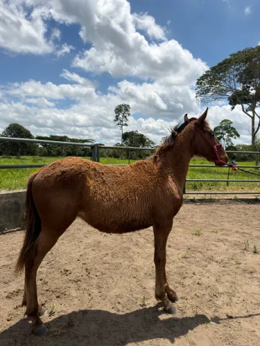 Potro mangalarga marchador