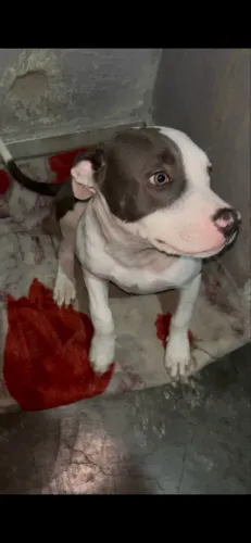 Vendo filhote de Pitbull Macho?.
