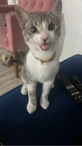 Gato para adoção 