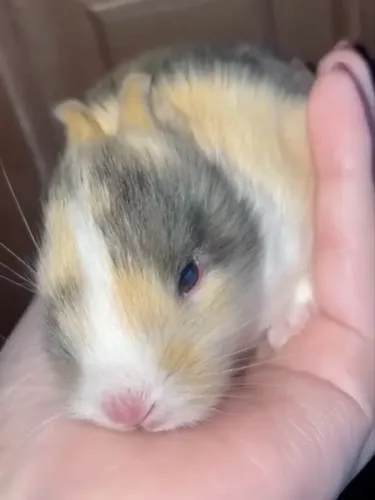 Coelhos miniatura- mini lion