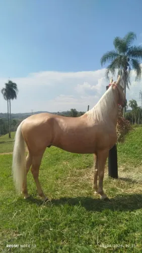 Cavalo Garanhão Amarilho Registrado