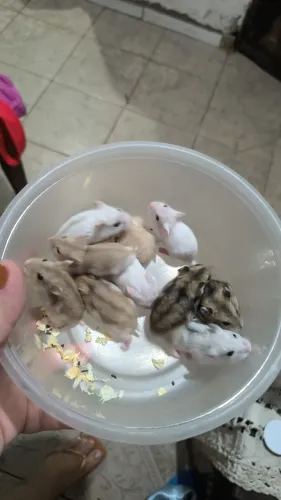 Hamster Anão Russo