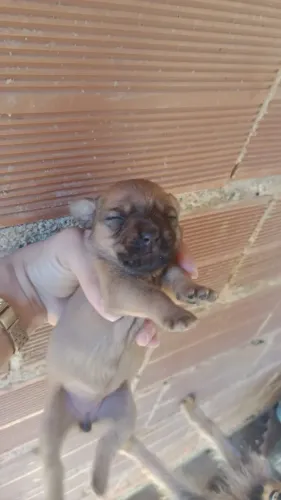 Estou vendendo uma cachorra fêmea r$ 300
