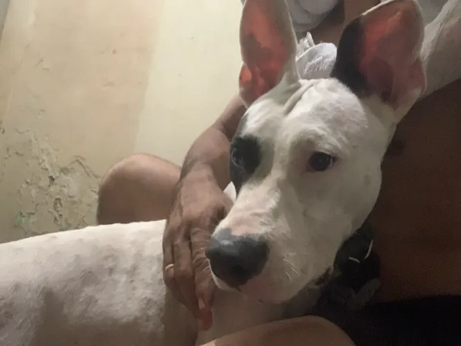 Pitbull pra doação 