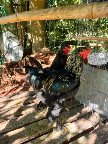 Casal de galos Brama 