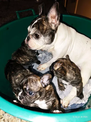 Filhotes de buldogue francês