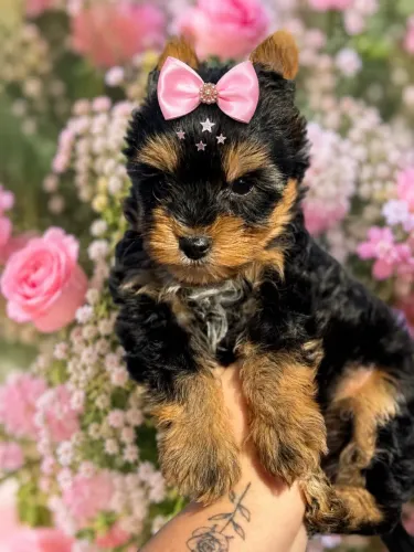 Encantadora e belíssima yorkshire micro fêmea baby face!