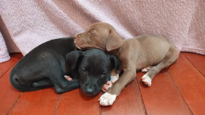 Pitbull fêmea preta