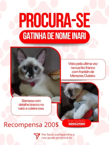 Procurasse gata siamesa