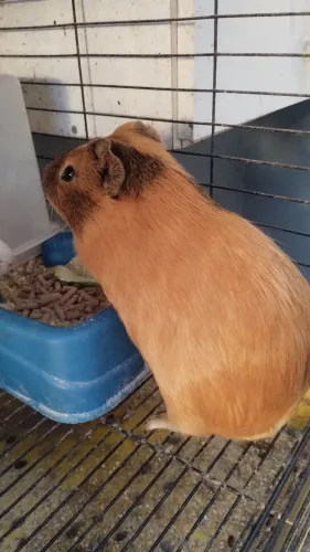 Porquinho da índia macho