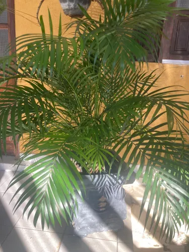 Palmeira Areca Bambu