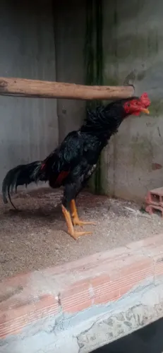 Galo preto