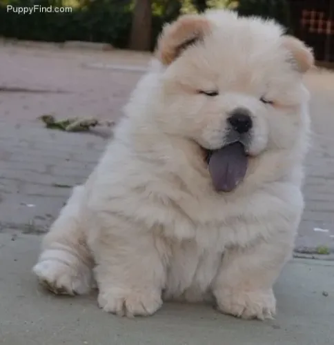 Chow Chow filhote com garantia d e vida 