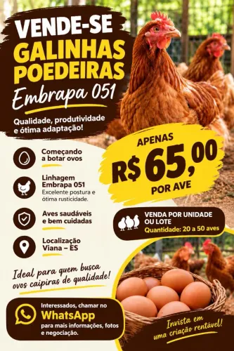 VENDE-SE GALINHAS POEDEIRAS EMBRAPA 051