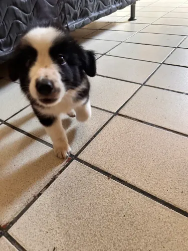 Border collie