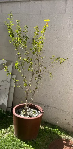 Vaso grande com pé de acerola