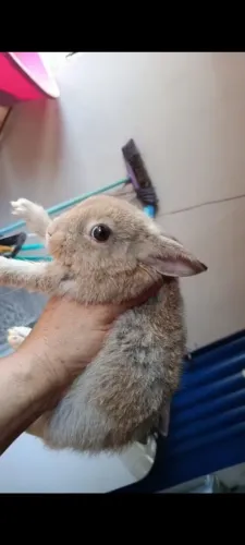 Coelhos e porquinho da índia