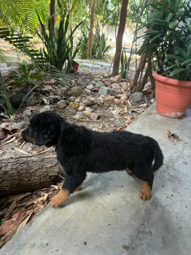 Filhote Rottweiler 2 meses cabeça de touro