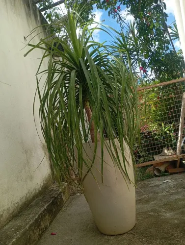 Vaso de planta pata de elefante, vaso de polietileno. Muito bem cuidada,6 anos de cui