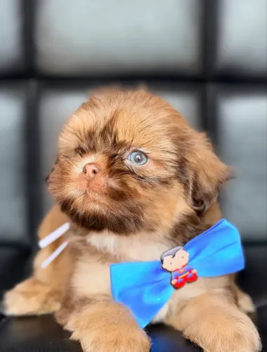 Shih tzu micro macho e fêmea exóticos Vacinados 