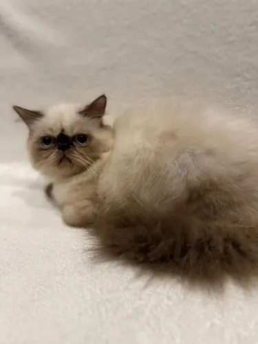 Gato Persa Macho 