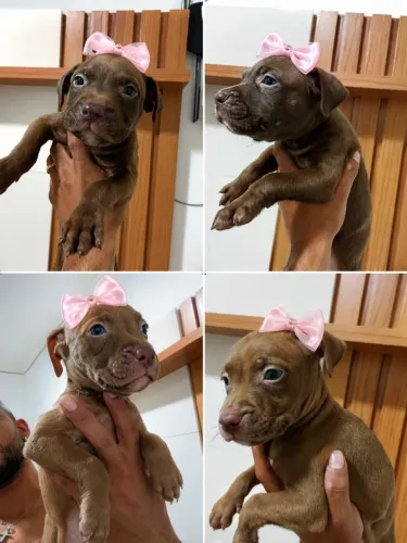 Pitbull