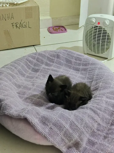FILHOTES DE GATO PARA ADOÇÃO