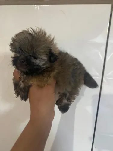 Shihtzu machinho 