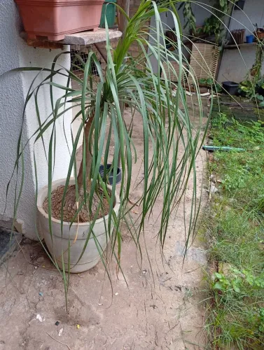 Plantas a venda 65,00 reais cada !