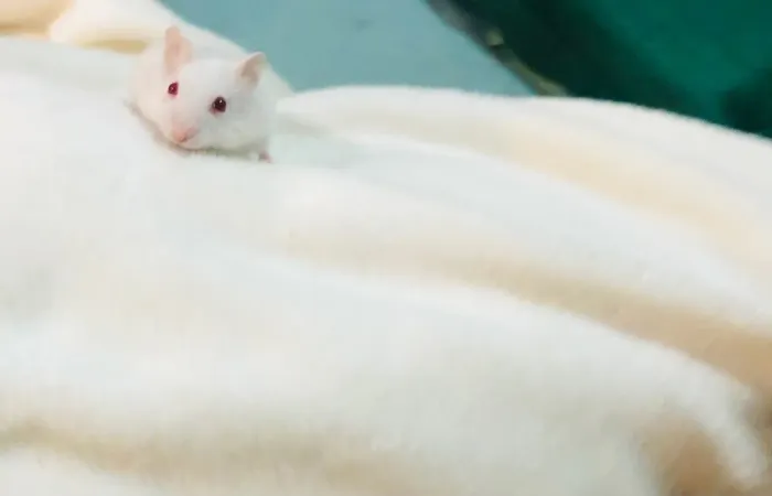 hamsters anão russo à venda