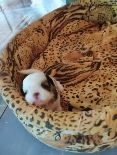 Vendo cachorro Shitzu 