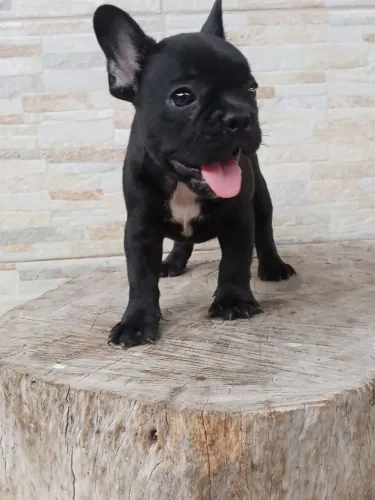 Bulldog francês