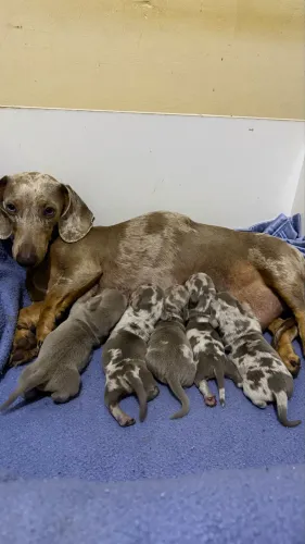 Filhotes Dachshund (Salsicha) Arlequim Isabela - Machos